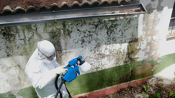 Trusted Crawl Space Mold Removal service in Mill Hall, PA - Cheap Mold Removal